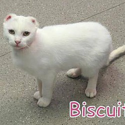 Thumbnail photo of Biscuit #1