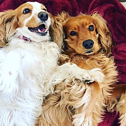 Welsh Springer Spaniel Puppies For Sale In Washington Adoptapet Com