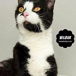 Thumbnail photo of WILBUR #3