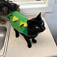 adopt a pet