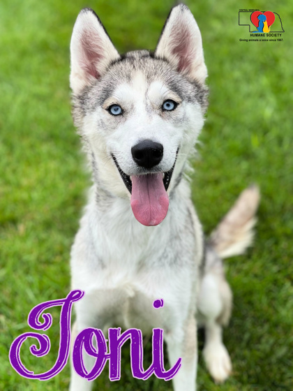 Dog for adoption - Gucci Puppy, a Husky in Hastings, NE