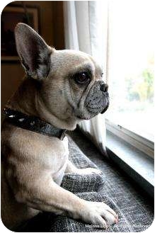 Boise Id French Bulldog Meet Olive A Pet For Adoption Adoptapet Com Boise Id French Bulldog Meet Olive A Pet For Adoption Adoptapet Com