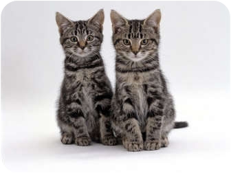 kittens for free yorkshire