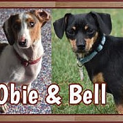 Thumbnail photo of Bell & Obie in TN #3