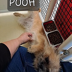 Thumbnail photo of Pooh (she/her) #2