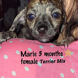 Photo of MARIE - 3 MONTH FEMALE TERRIER