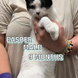 Thumbnail photo of Casper #2