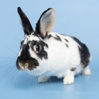 adopt-pet