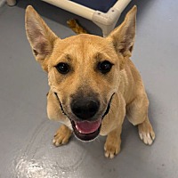 adopt a pet