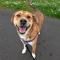 adopt a pet