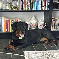 adopt a pet