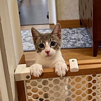 adopt a pet