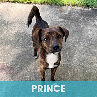 PRINCE - Mixed Breed (Small) available for adoption