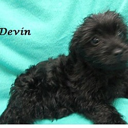 Thumbnail photo of Devin #3