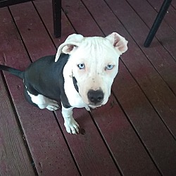 Puppies For Sale In Cottage Grove Oregon Adoptapet Com