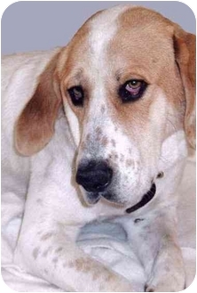 great pyrenees bluetick coonhound mix