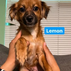 Photo of Lemon