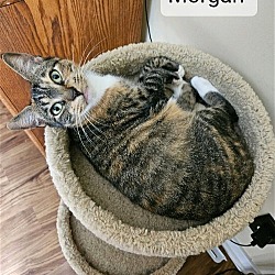 Photo of Morgan