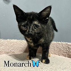 Photo of Monarch