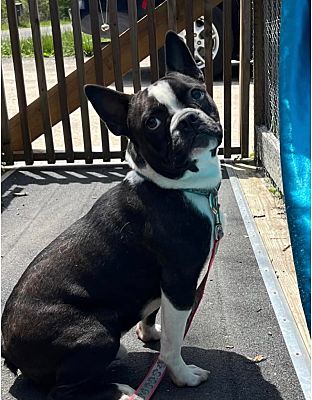 Norwich, CT - French Bulldog/Boston Terrier. Meet FRENCH FRY a Pet for ...