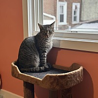 adopt a pet