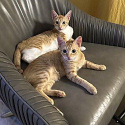 Thumbnail photo of Mango & Ginger #3