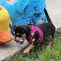 adopt a pet