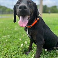 adopt a pet