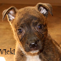 Thumbnail photo of Vicki ~ meet me! #1