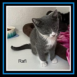 Thumbnail photo of Rafi #1