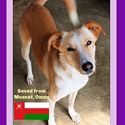 Thumbnail photo of FLISS - Oman #1