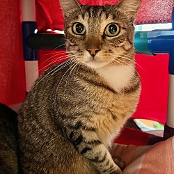 Photo of Sesame - Maui Cat