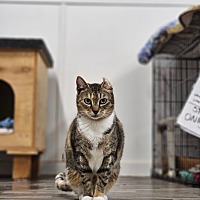 adopt a pet