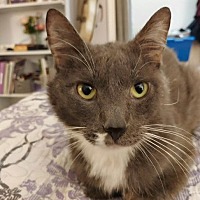 adopt a pet