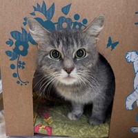 adopt a pet