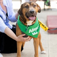 adopt a pet