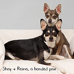Thumbnail photo of Shay and Reina #1