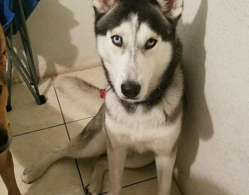 Alpha husky online