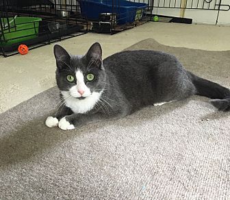 Adopt A Pet Petsmart Charities