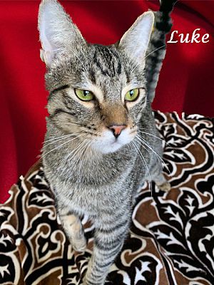 Monrovia Ca Domestic Shorthair Meet Star Wars Luke A Pet For