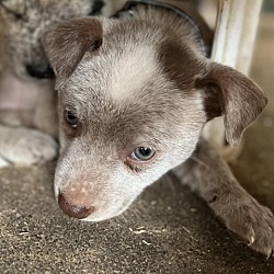 Photo of Snickerdoodle