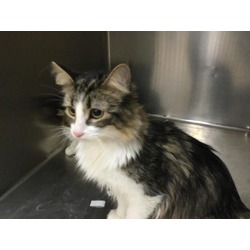 Photo of Cat