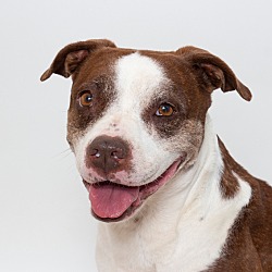 Photo of Lady