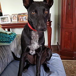 Photo of Ginger