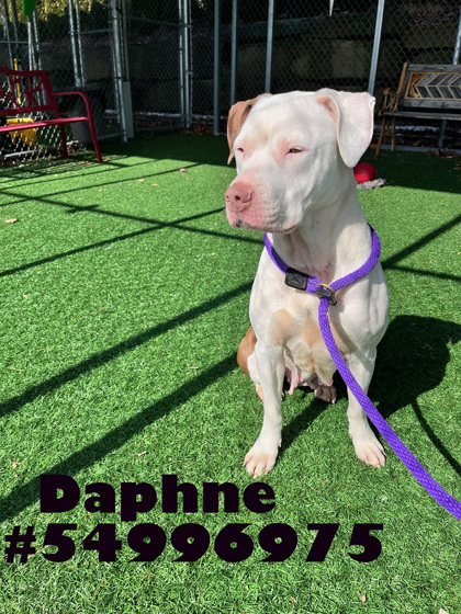 Photo of Daphne - Stray