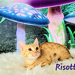 Thumbnail photo of Risotto #4
