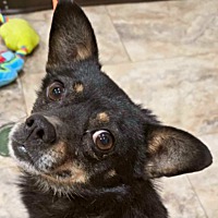 adopt a pet