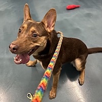 adopt a pet