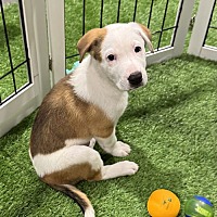 adopt a pet