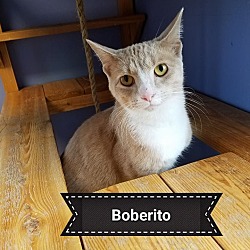 Thumbnail photo of Boberito #2